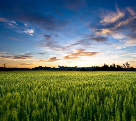 Free Agriculture Background Photos .